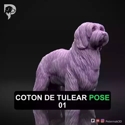 Dog 3D Print Model Coton De Tulear Dog Pose 01 Ready STL