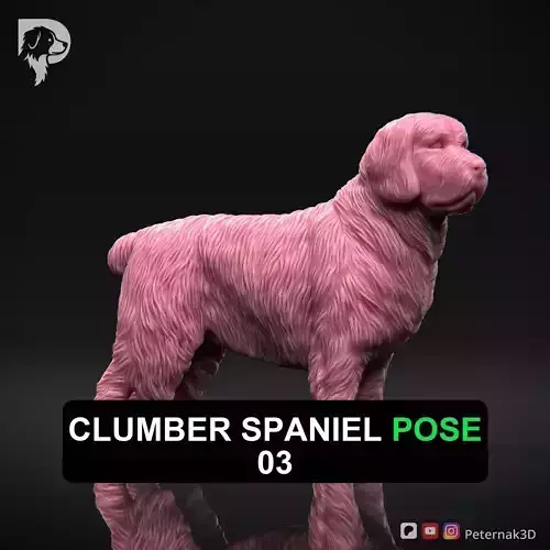 Dog 3D Print Model Clumber Spaniel Dog Pose 03 Ready STL
