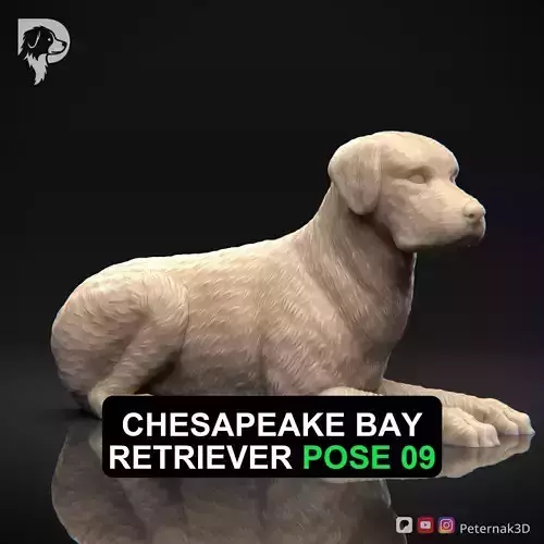 Dog 3D Print Model Chesapeake Bay Retriever Dog Pose 09  STL