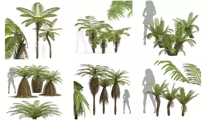  6 Different SETS of Tree SET VOL62