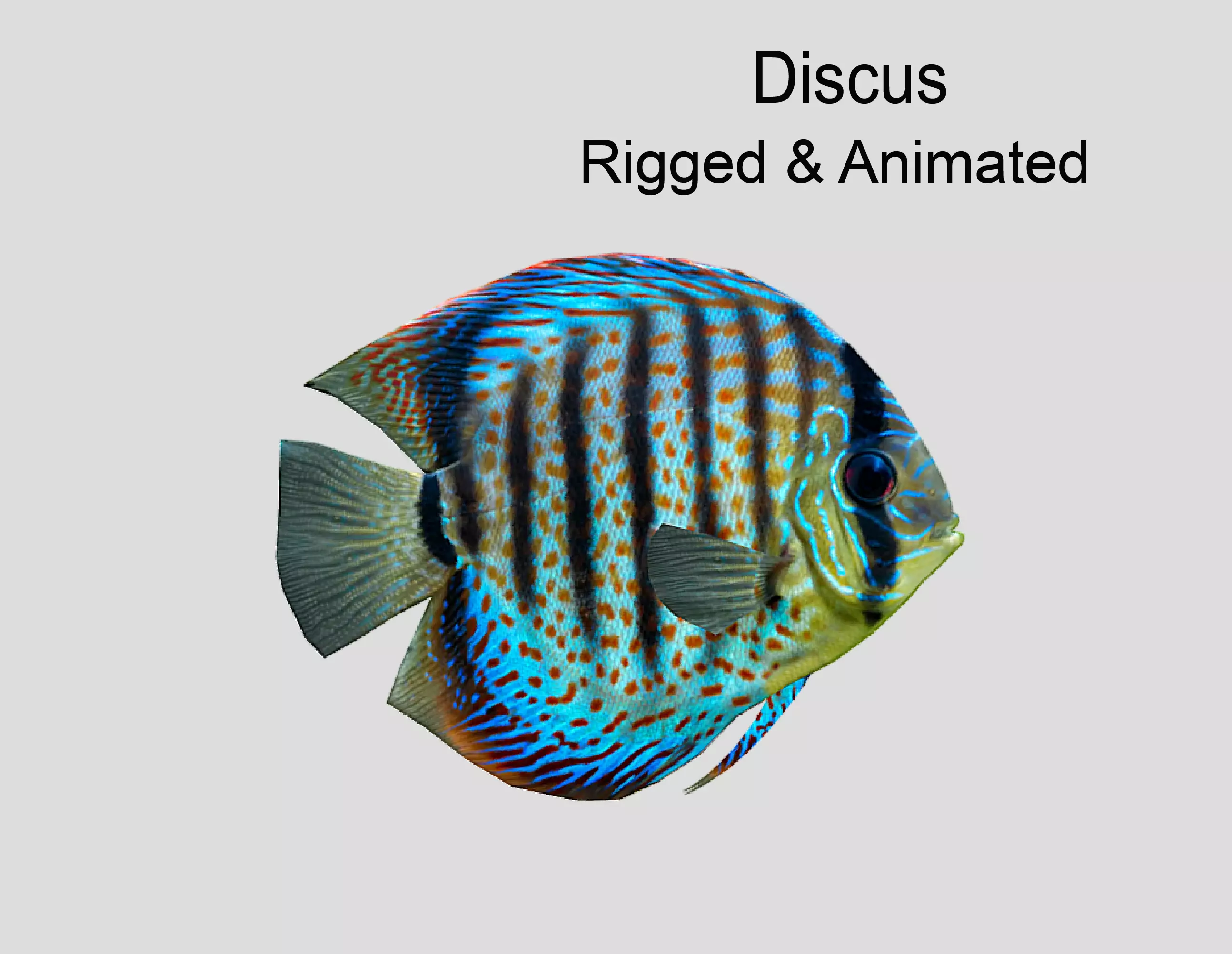 Discus  Realistic Animated Low-poly 3D model_0