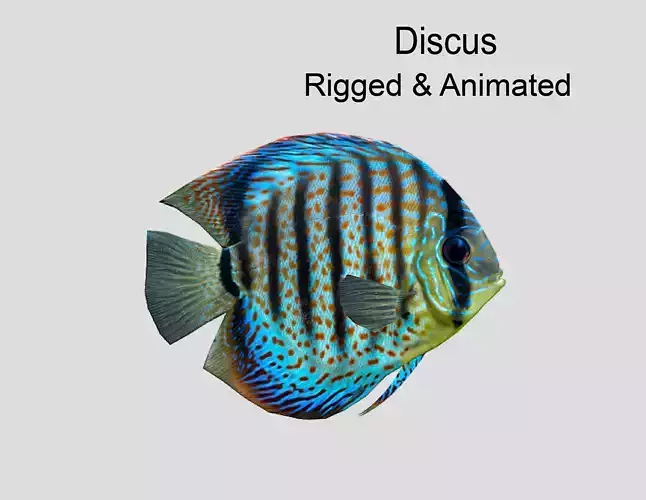 Discus  Realistic Animated Low-poly 3D model