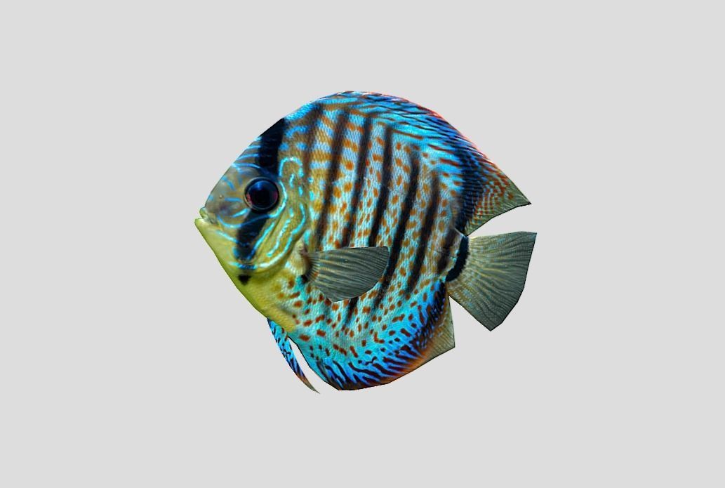 Discus  Realistic Animated Low-poly 3D model_4