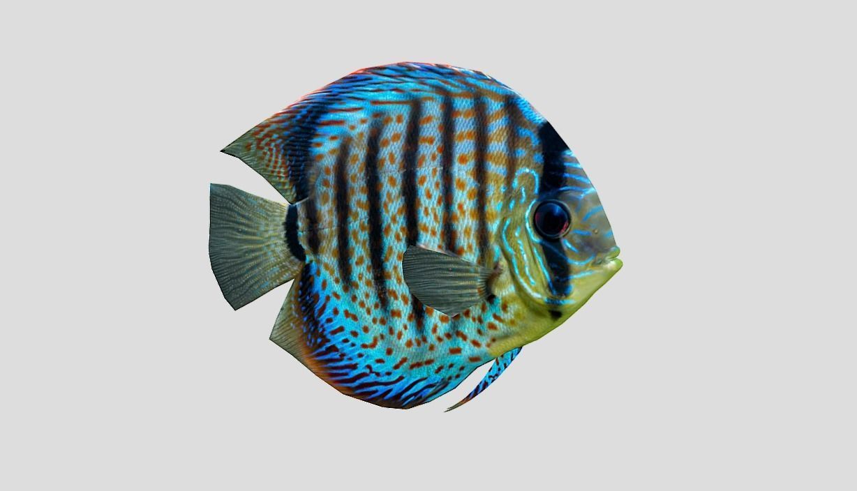 Discus  Realistic Animated Low-poly 3D model_8