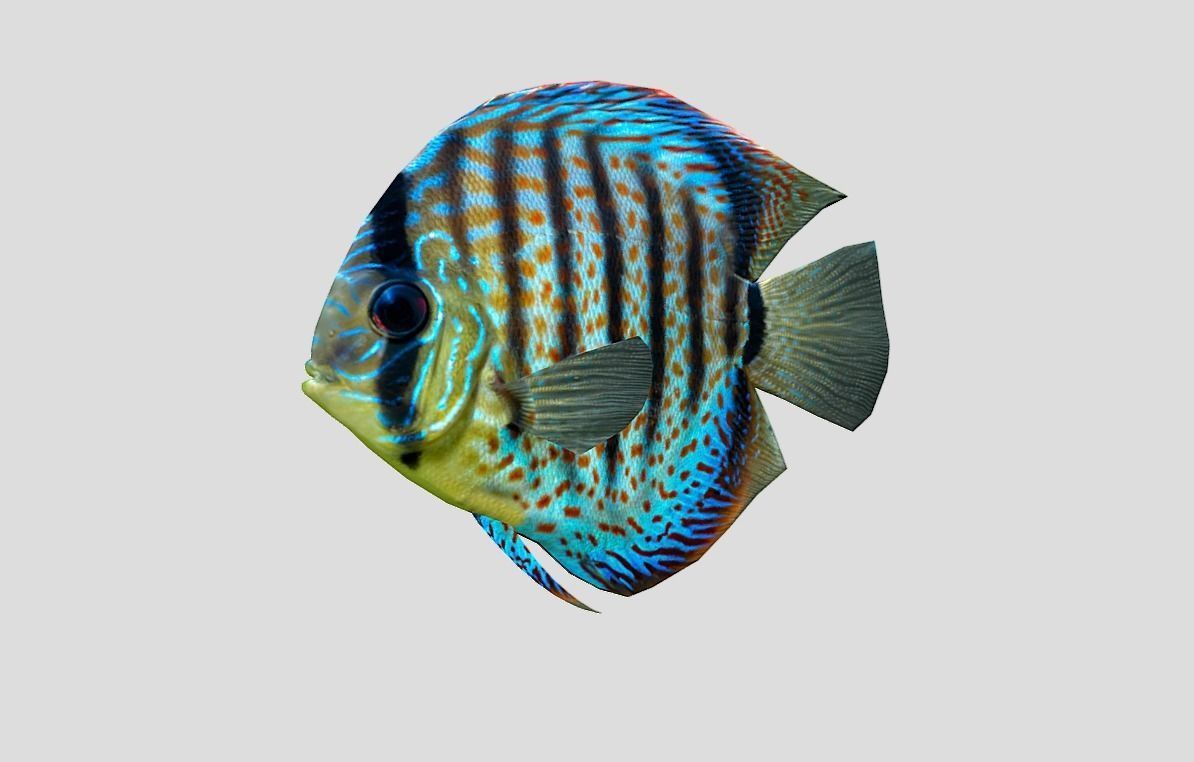 Discus  Realistic Animated Low-poly 3D model_11