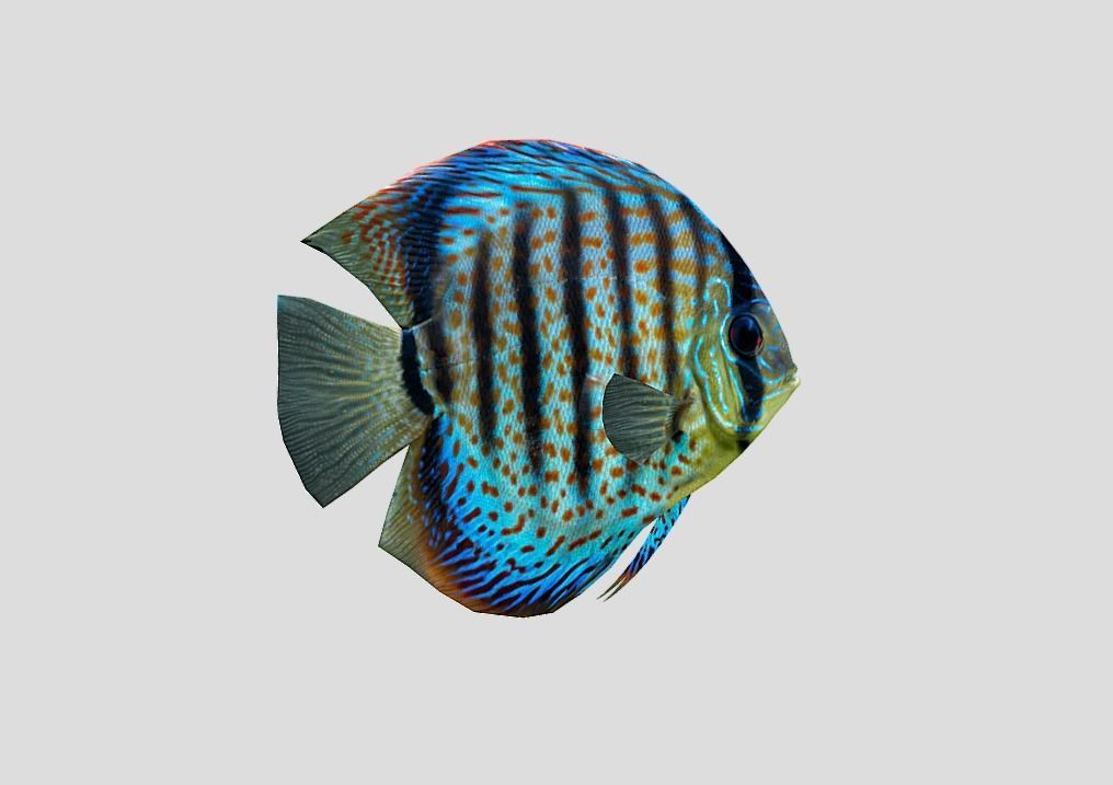 Discus  Realistic Animated Low-poly 3D model_9