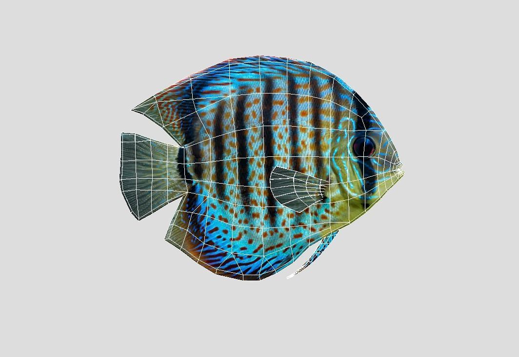 Discus  Realistic Animated Low-poly 3D model_2