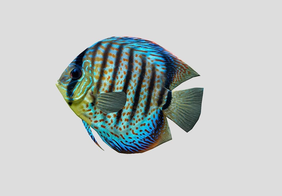 Discus  Realistic Animated Low-poly 3D model_7