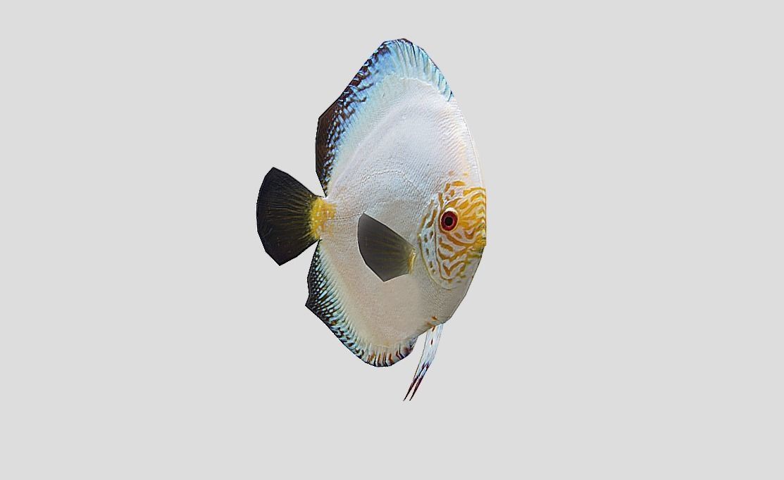 Discus Realistic Animated Low-poly 3D model_4