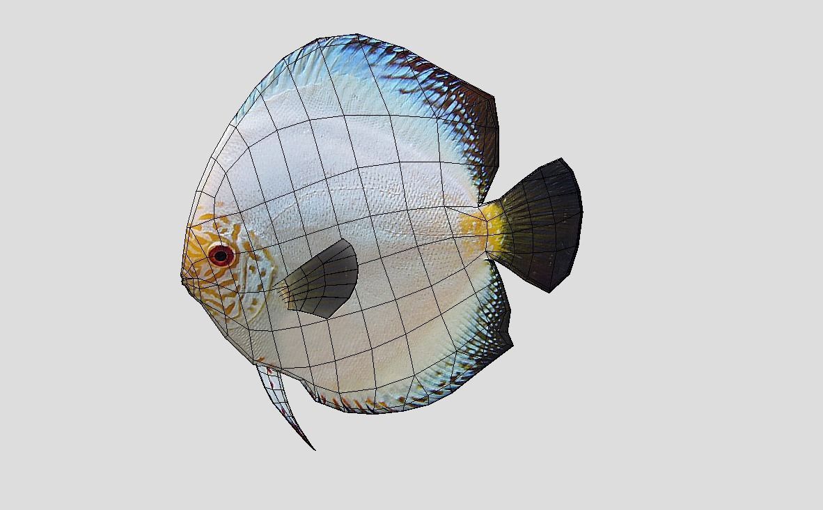 Discus Realistic Animated Low-poly 3D model_2
