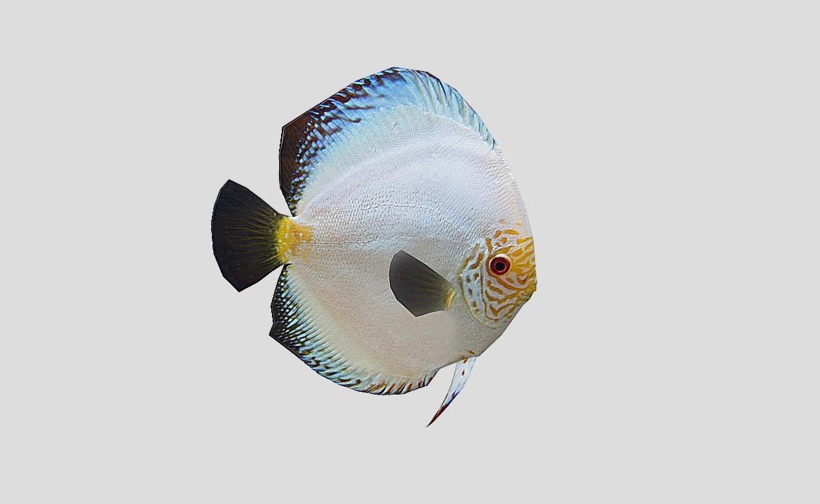 Discus Realistic Animated Low-poly 3D model_11