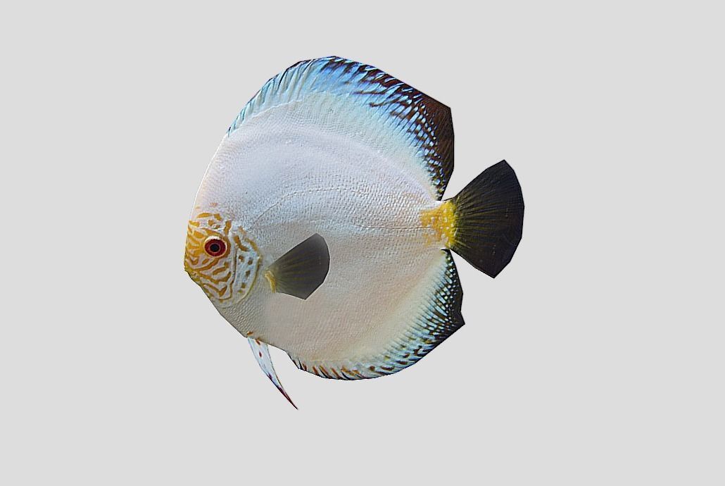 Discus Realistic Animated Low-poly 3D model_10