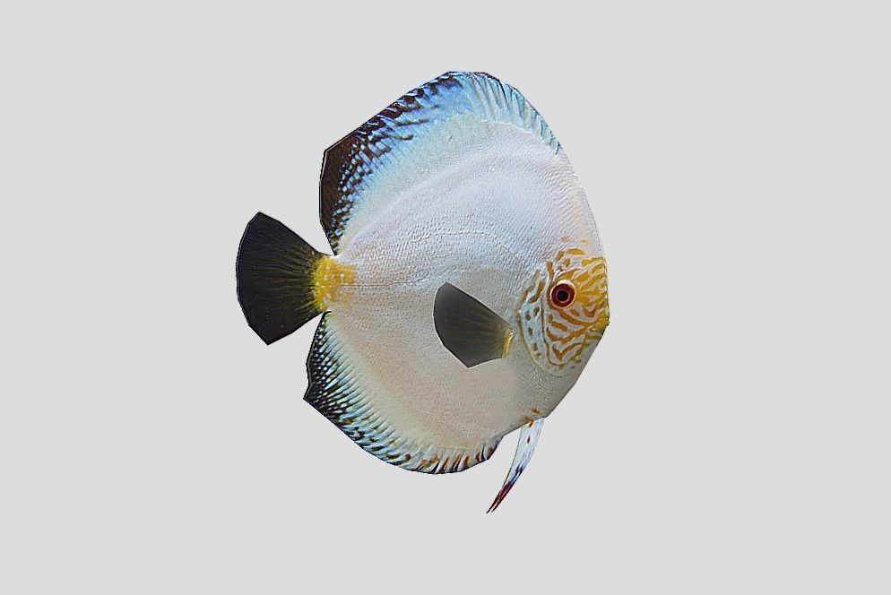 Discus Realistic Animated Low-poly 3D model_7