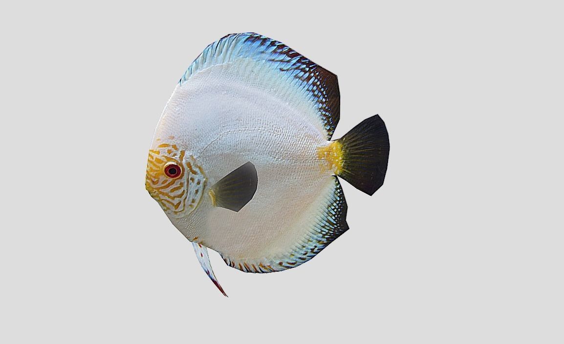 Discus Realistic Animated Low-poly 3D model_5