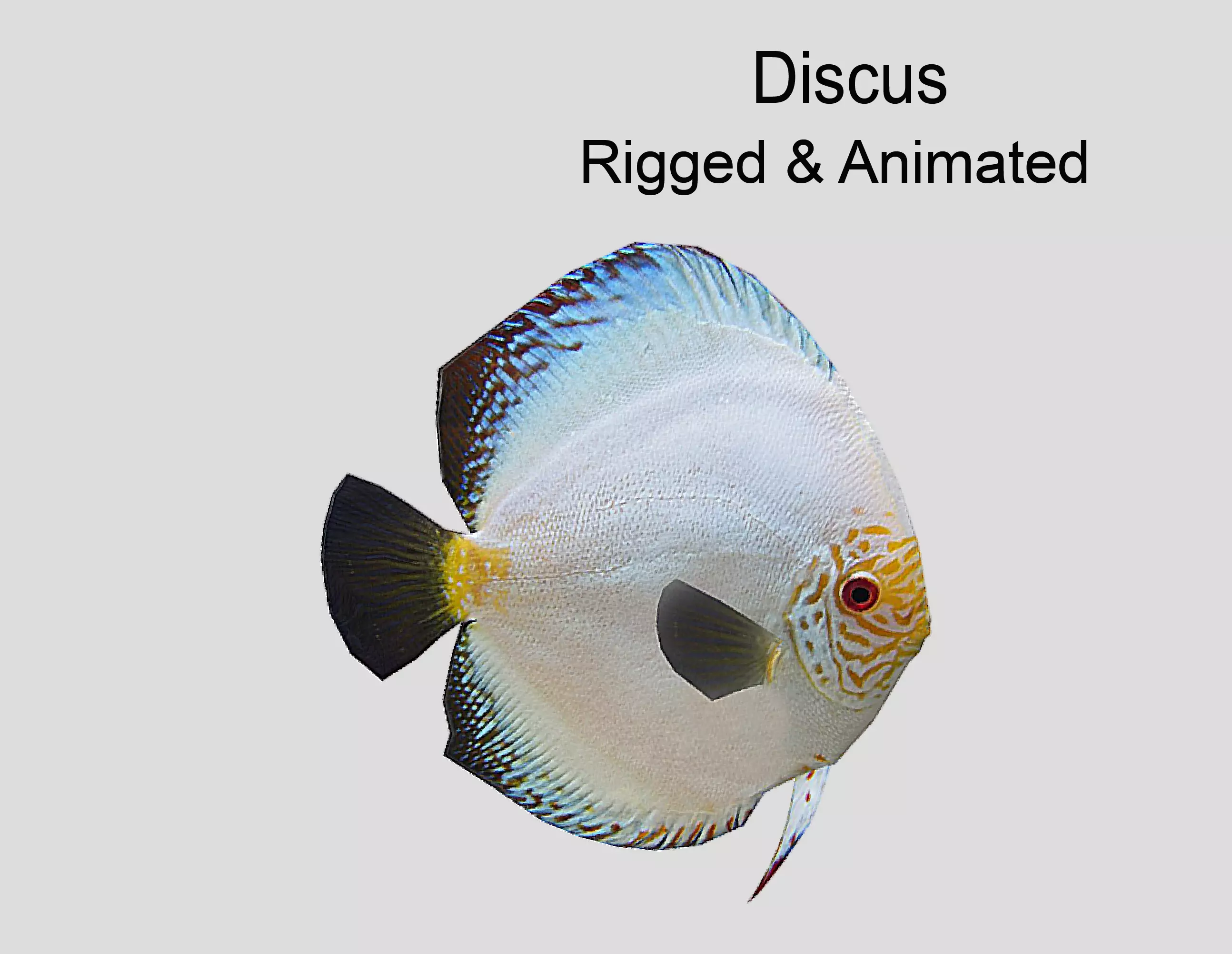 Discus Realistic Animated Low-poly 3D model_0