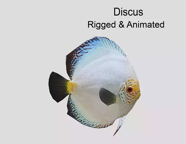Discus  Realistic Animated
