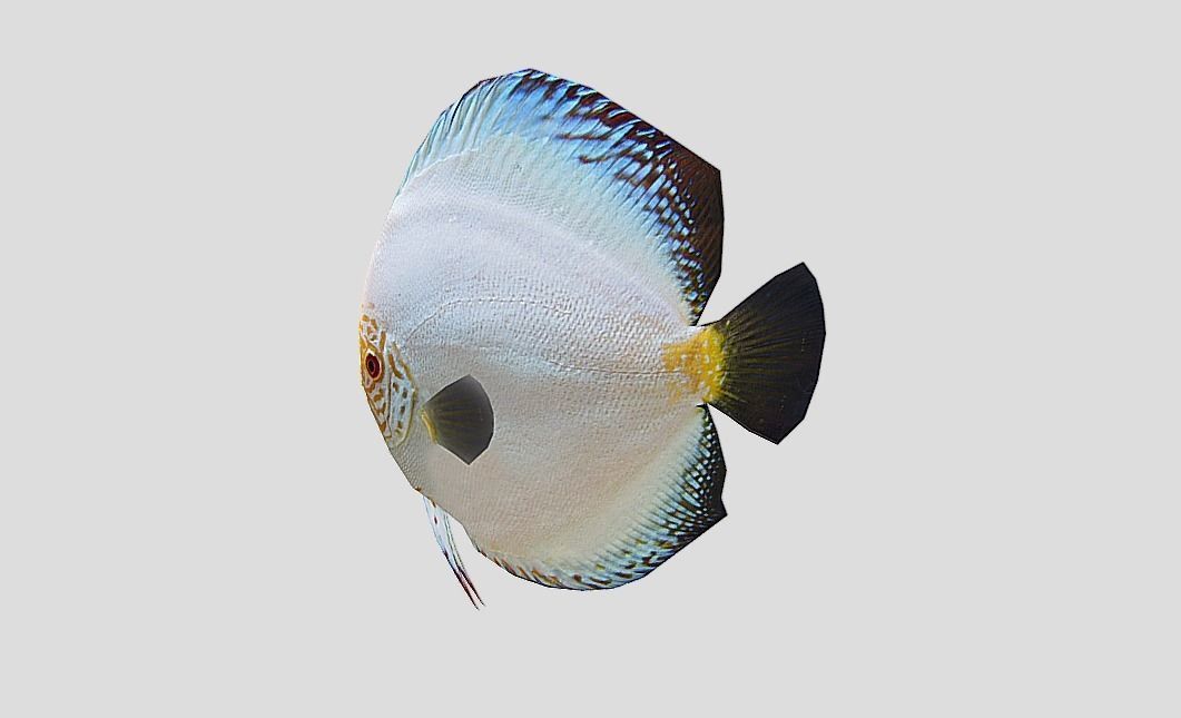 Discus Realistic Animated Low-poly 3D model_6