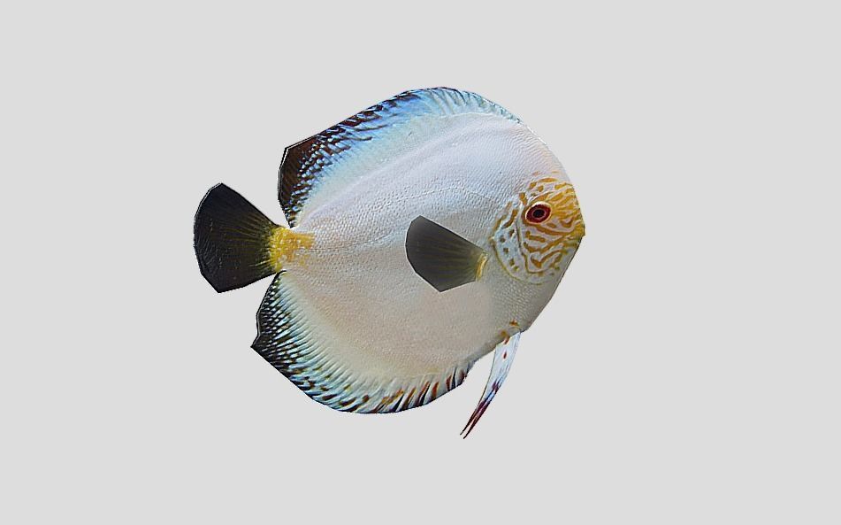 Discus Realistic Animated Low-poly 3D model_8