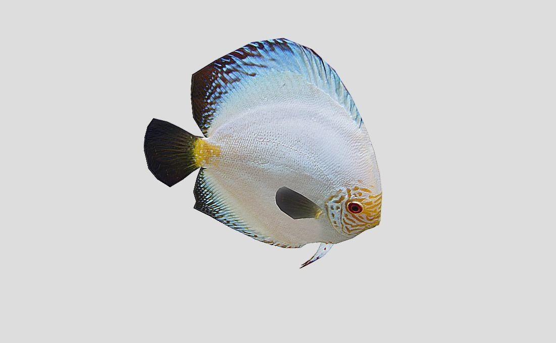 Discus Realistic Animated Low-poly 3D model_9