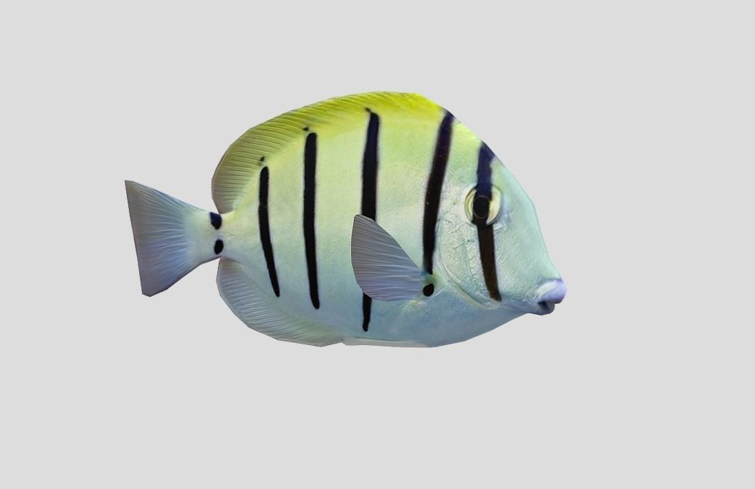 Acanthurus Triostegus Convict Tang Realistic Animated Low-poly 3D model_10
