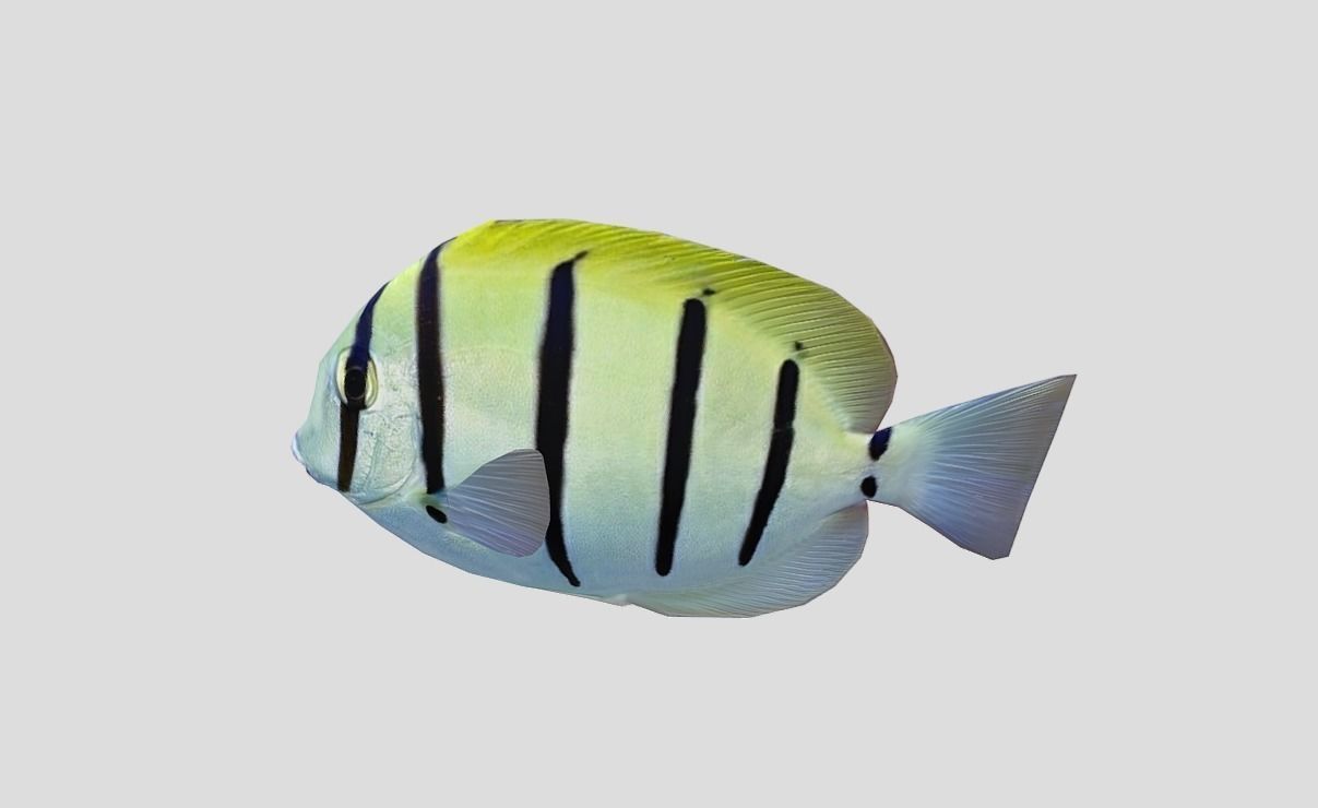 Acanthurus Triostegus Convict Tang Realistic Animated Low-poly 3D model_7