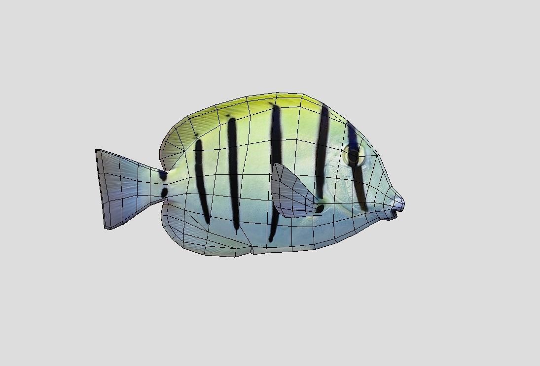 Acanthurus Triostegus Convict Tang Realistic Animated Low-poly 3D model_2
