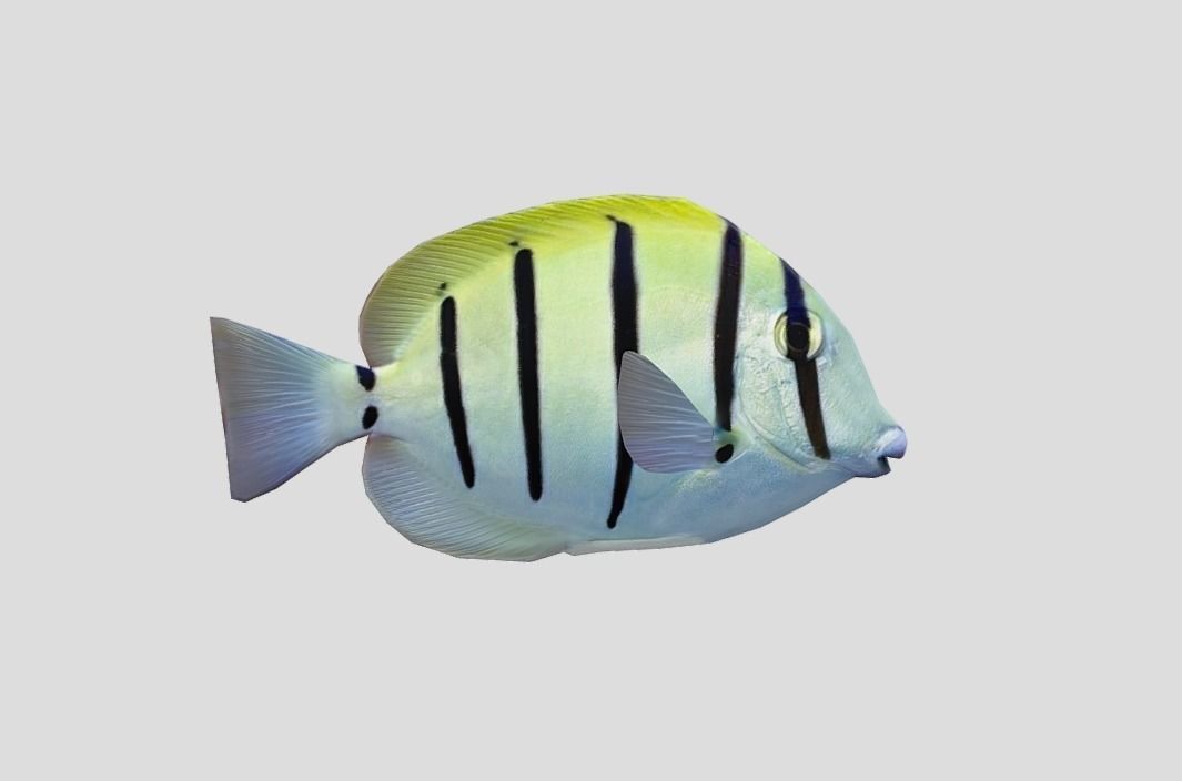 Acanthurus Triostegus Convict Tang Realistic Animated Low-poly 3D model_11