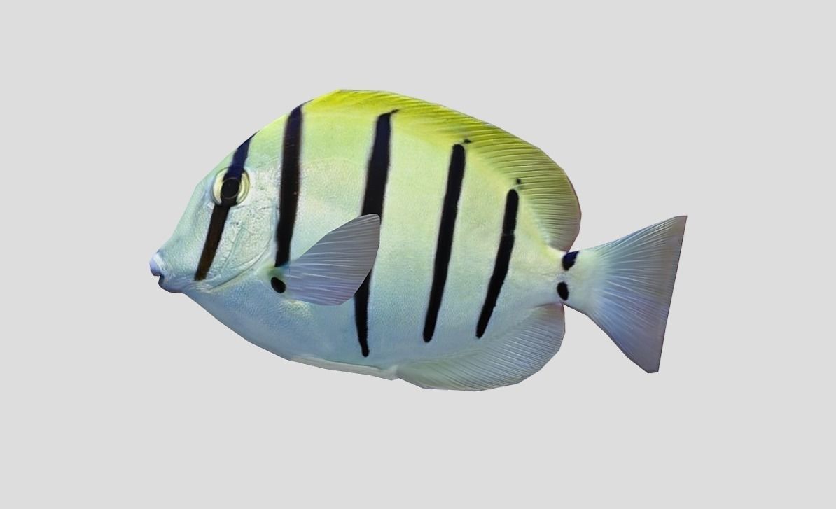 Acanthurus Triostegus Convict Tang Realistic Animated Low-poly 3D model_4