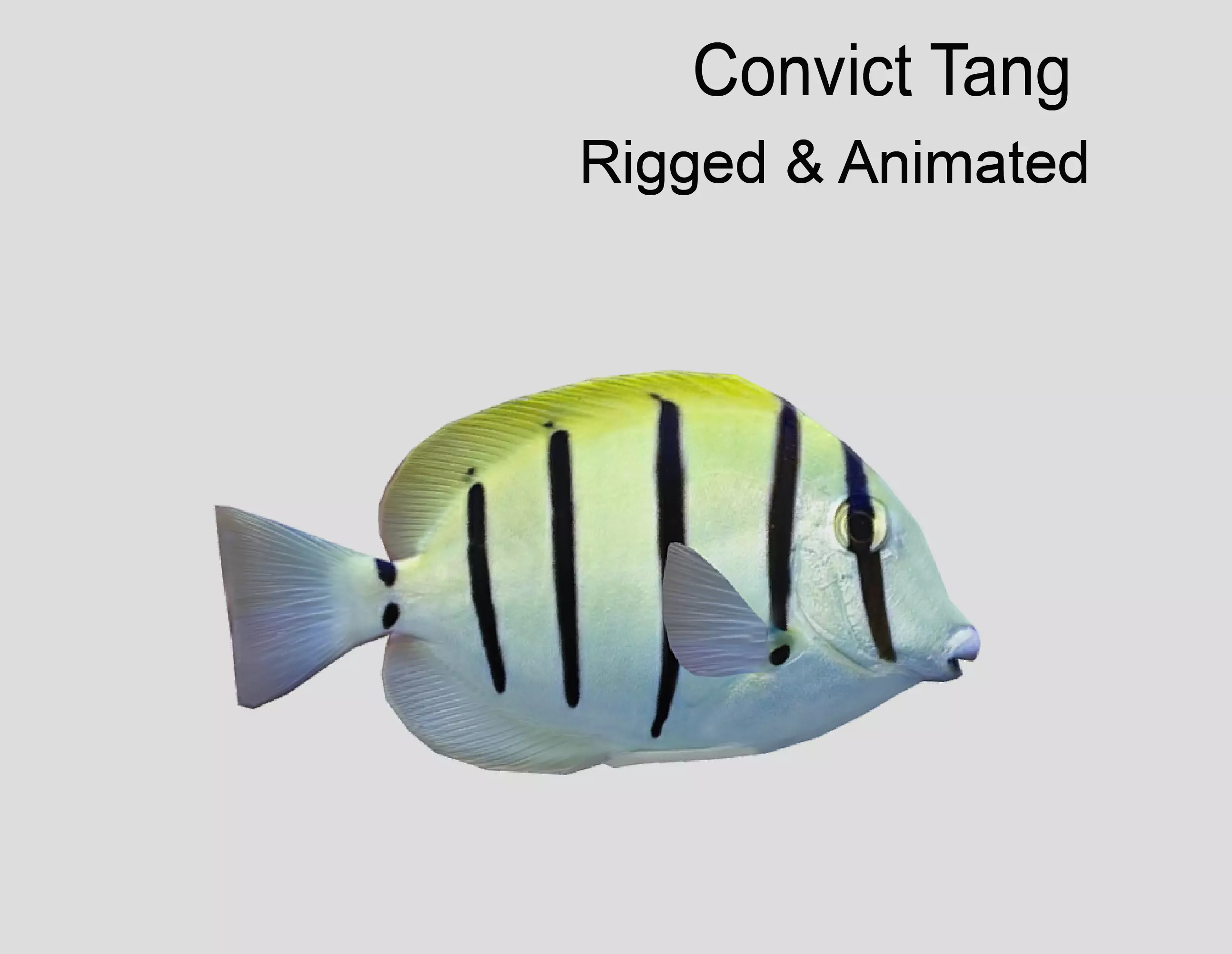 Acanthurus Triostegus Convict Tang Realistic Animated Low-poly 3D model_0