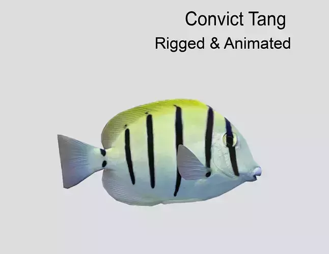 Acanthurus Triostegus Convict Tang Realistic Animated Low-poly 3D model
