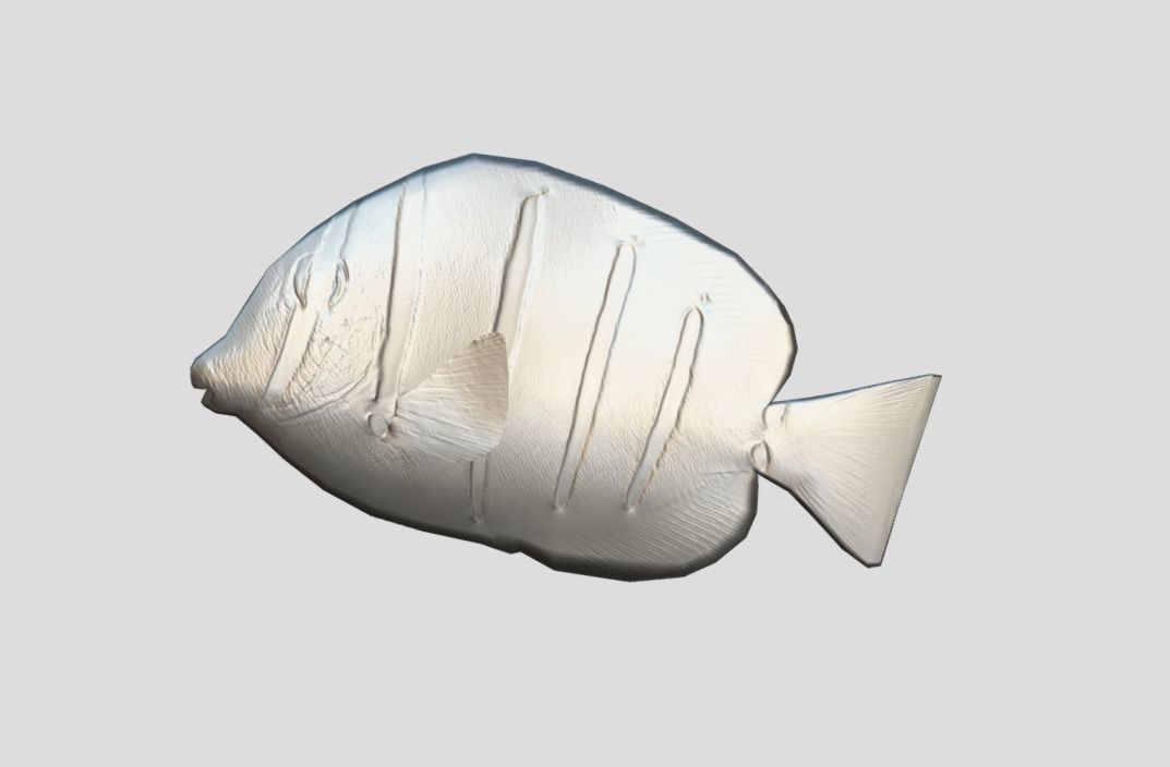Acanthurus Triostegus Convict Tang Realistic Animated Low-poly 3D model_3