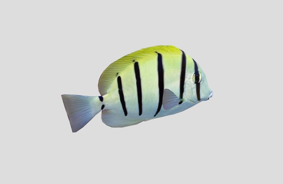 Acanthurus Triostegus Convict Tang Realistic Animated Low-poly 3D model_9
