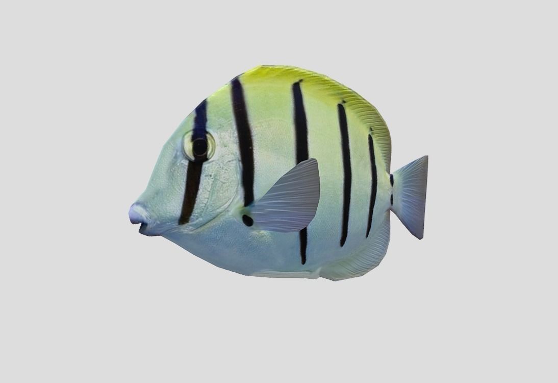 Acanthurus Triostegus Convict Tang Realistic Animated Low-poly 3D model_6