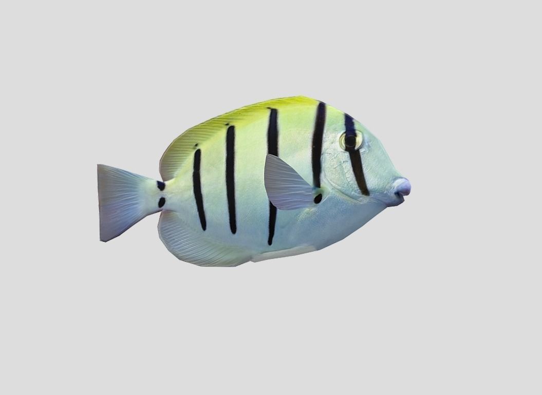 Acanthurus Triostegus Convict Tang Realistic Animated Low-poly 3D model_8