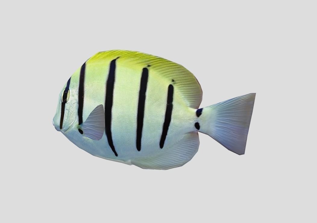 Acanthurus Triostegus Convict Tang Realistic Animated Low-poly 3D model_5