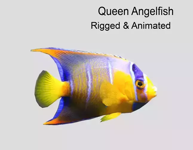 Queen Angelfish Realistic Animated Low-poly 3D model