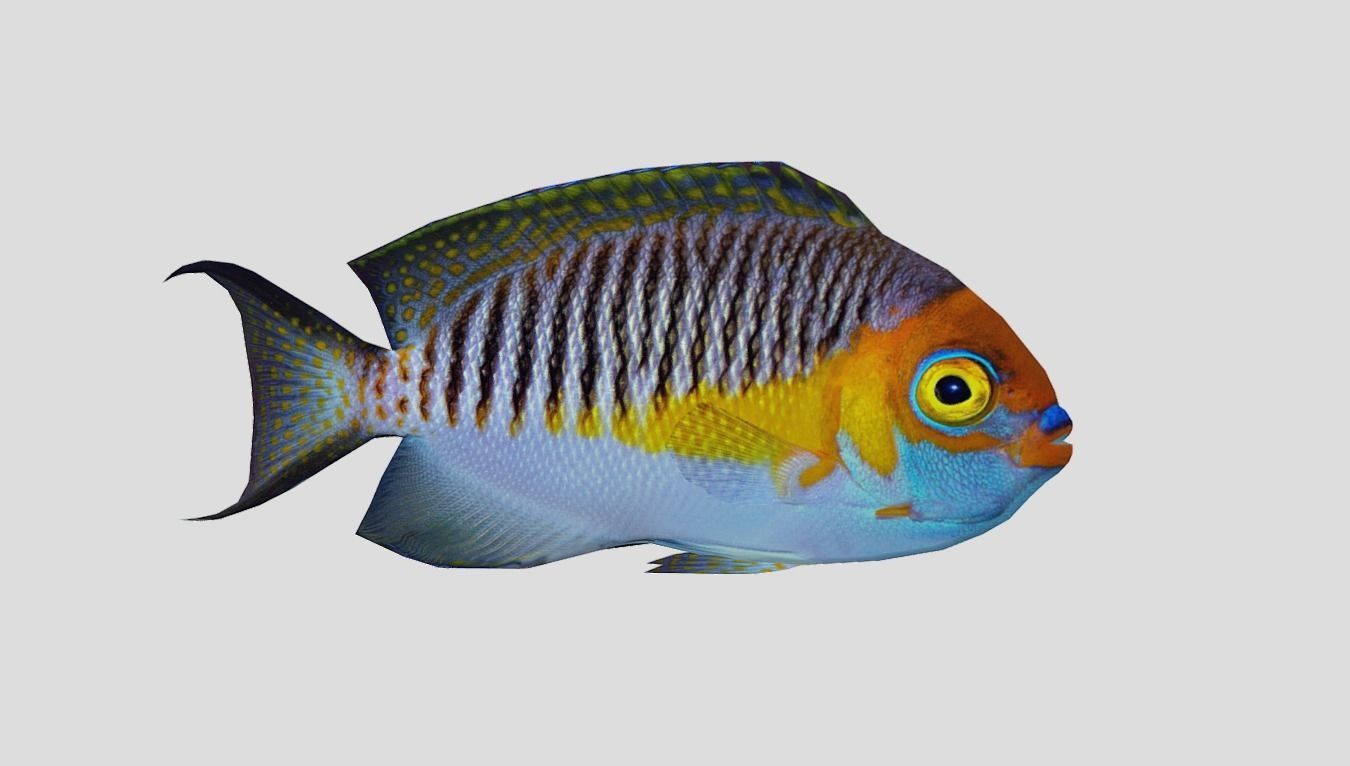 Masked Swallowtail Angelfish Realistic Animated Low-poly 3D model_10