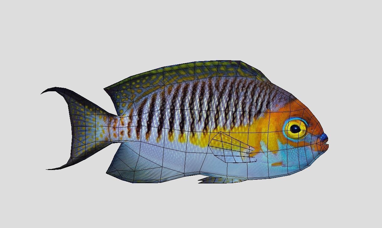 Masked Swallowtail Angelfish Realistic Animated Low-poly 3D model_2