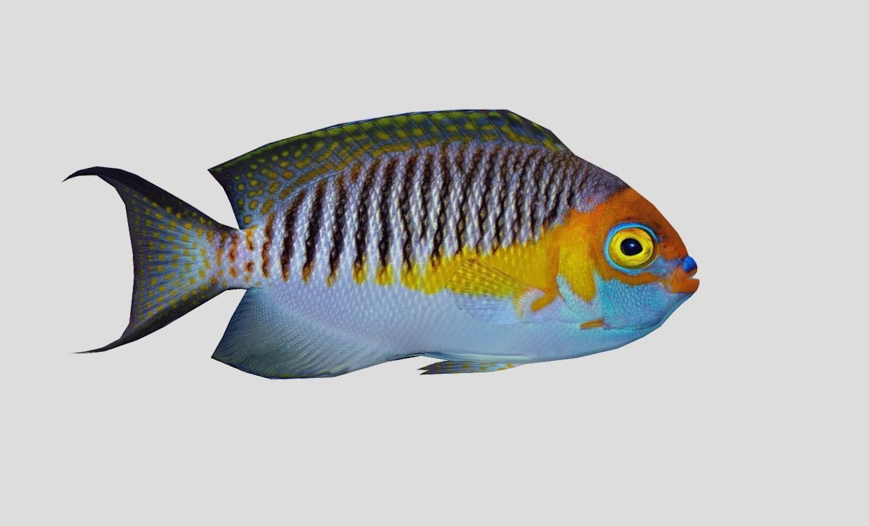 Masked Swallowtail Angelfish Realistic Animated Low-poly 3D model_13