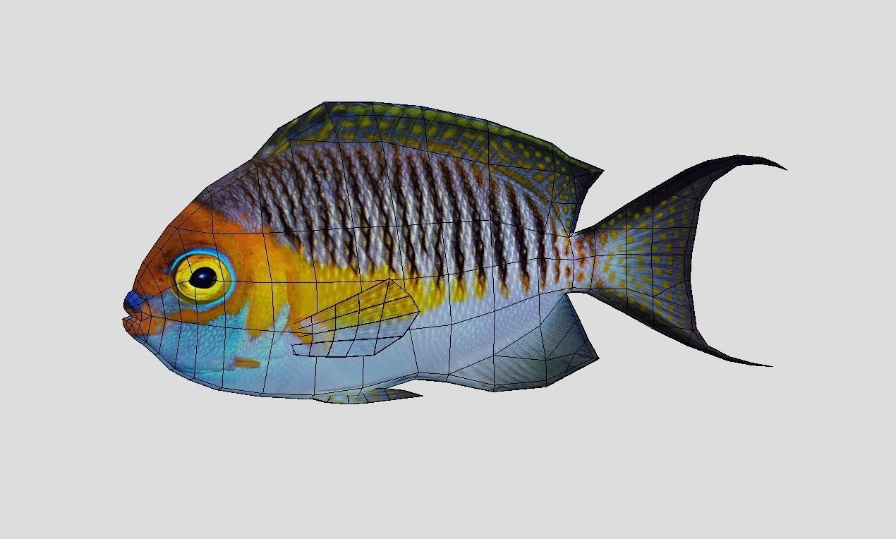 Masked Swallowtail Angelfish Realistic Animated Low-poly 3D model_12