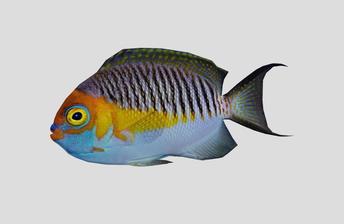 Masked Swallowtail Angelfish Realistic Animated Low-poly 3D model_8