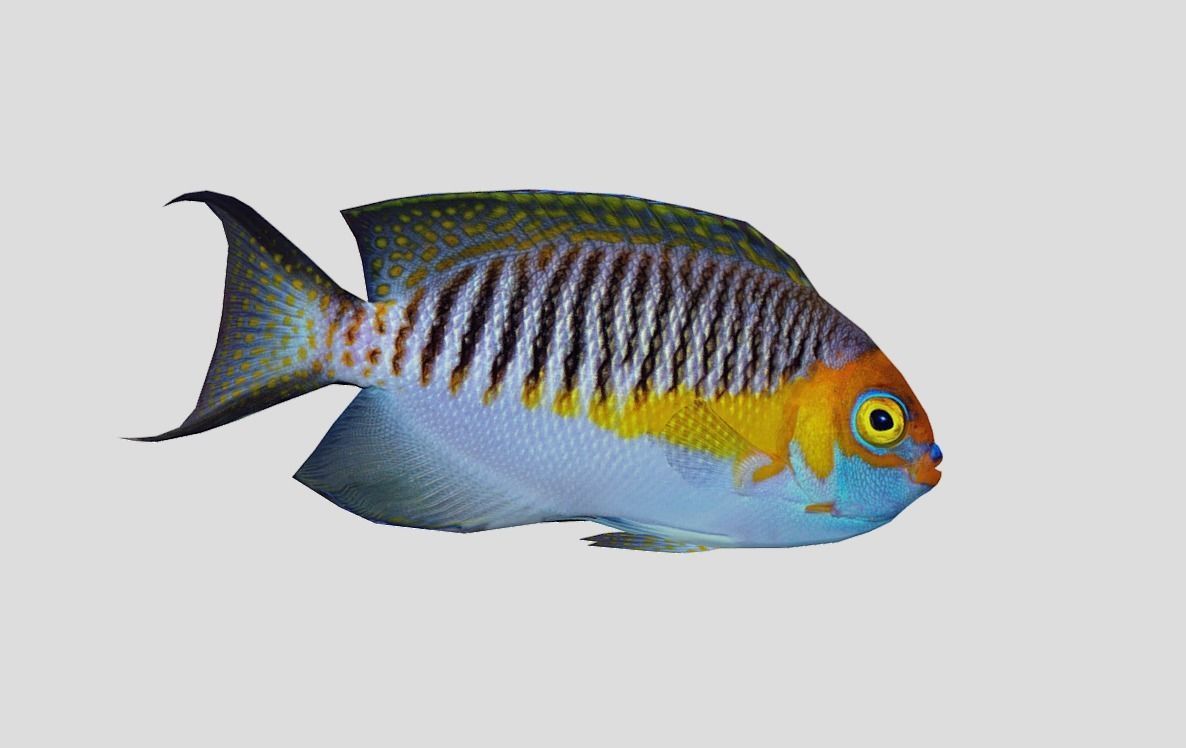 Masked Swallowtail Angelfish Realistic Animated Low-poly 3D model_9