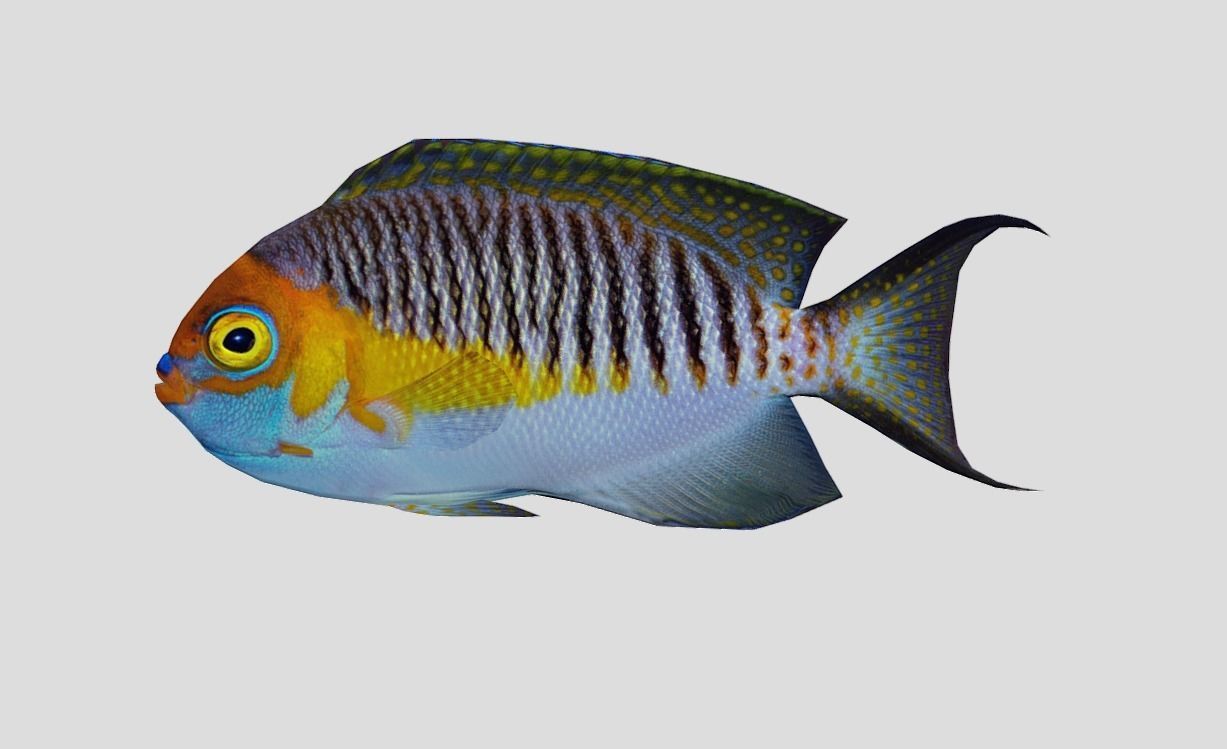 Masked Swallowtail Angelfish Realistic Animated Low-poly 3D model_7