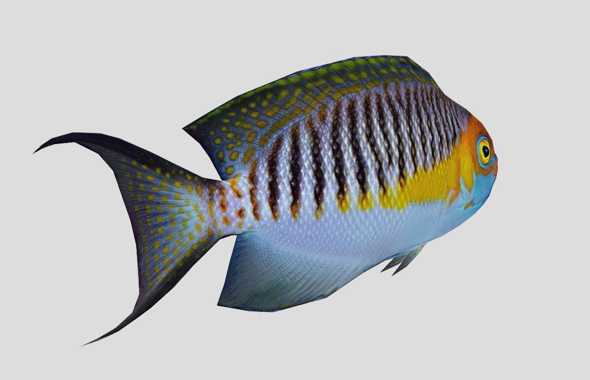 Masked Swallowtail Angelfish Realistic Animated Low-poly 3D model_11