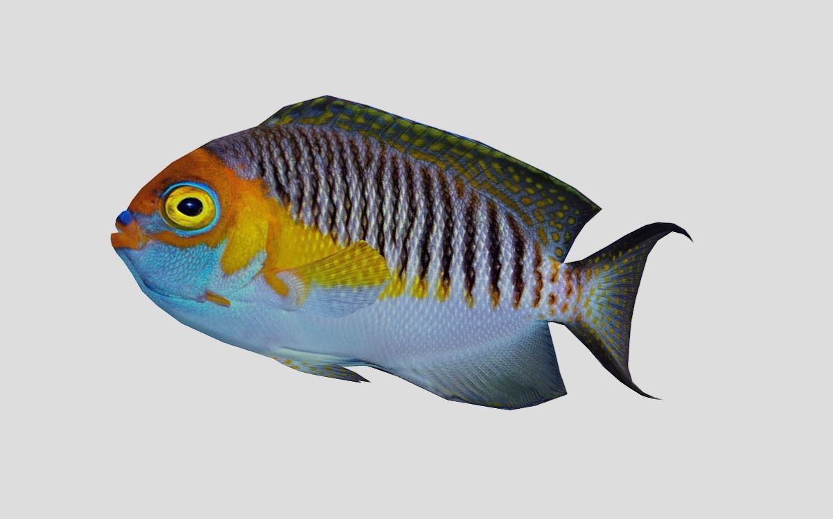 Masked Swallowtail Angelfish Realistic Animated Low-poly 3D model_4
