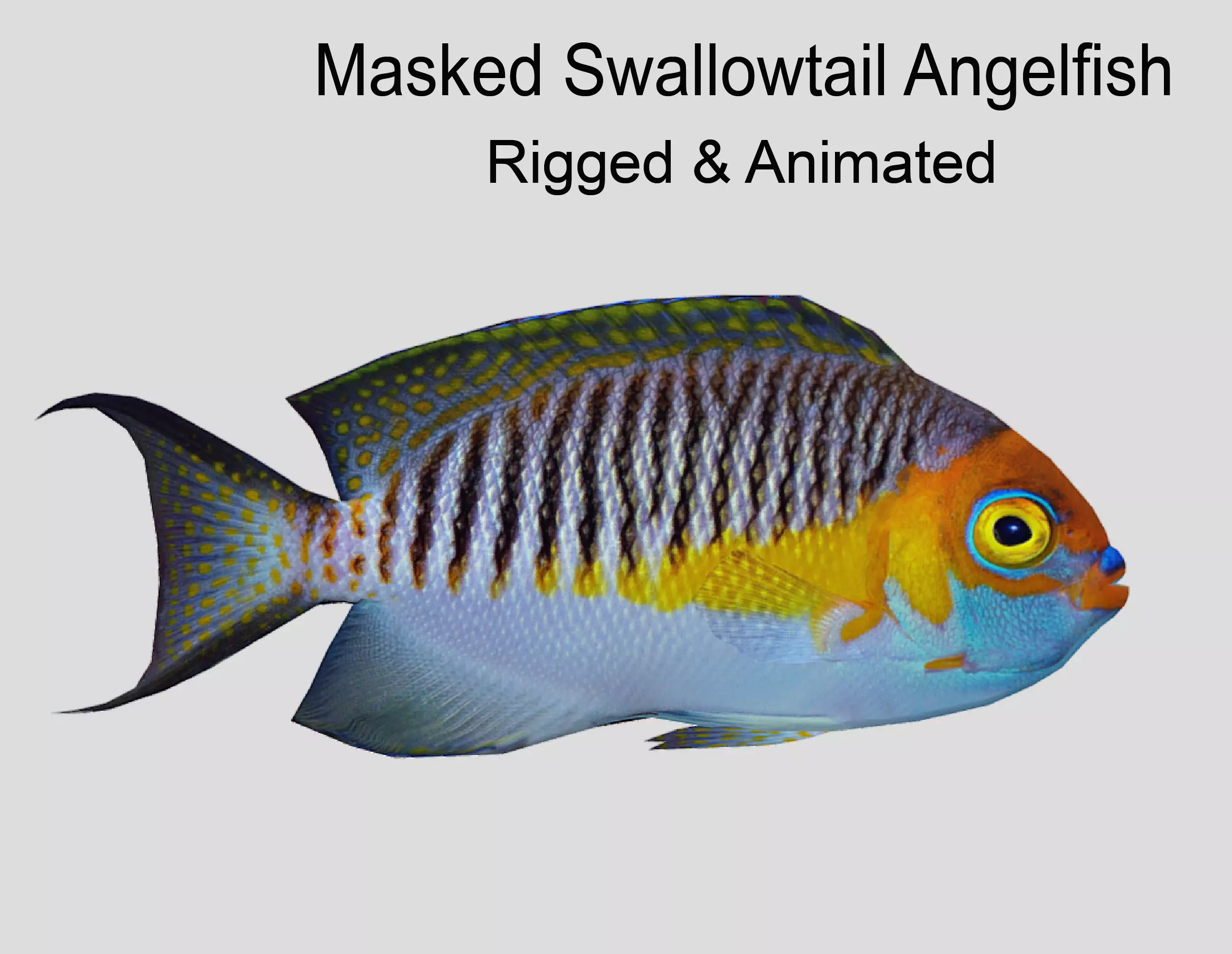 Masked Swallowtail Angelfish Realistic Animated Low-poly 3D model_0