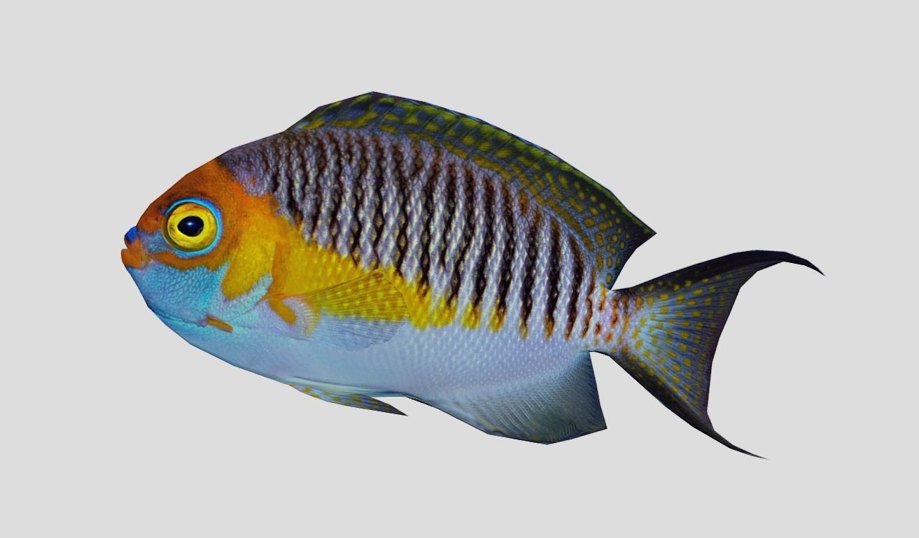 Masked Swallowtail Angelfish Realistic Animated Low-poly 3D model_6