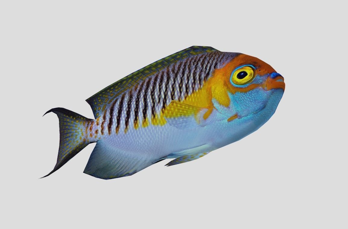 Masked Swallowtail Angelfish Realistic Animated Low-poly 3D model_5