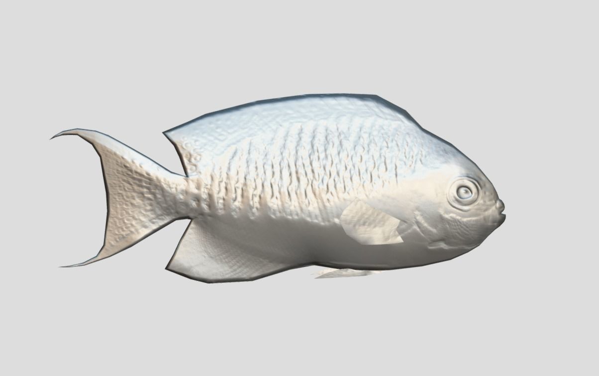 Masked Swallowtail Angelfish Realistic Animated Low-poly 3D model_3