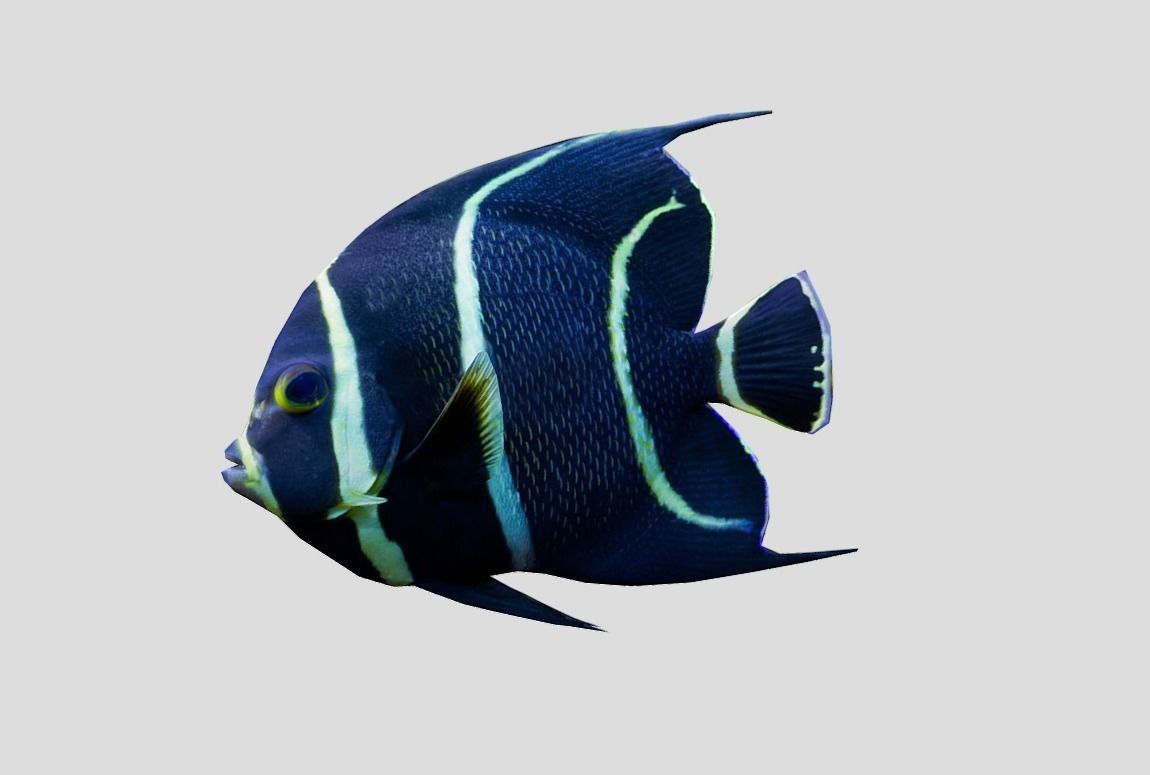 French Angelfish Realistic Animated Low-poly 3D model_8